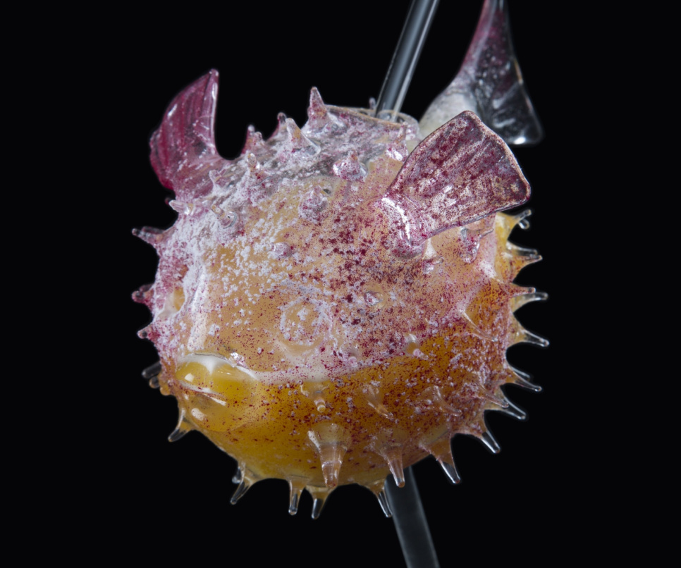 Cocktaillasi, Fugu - 100% Chef