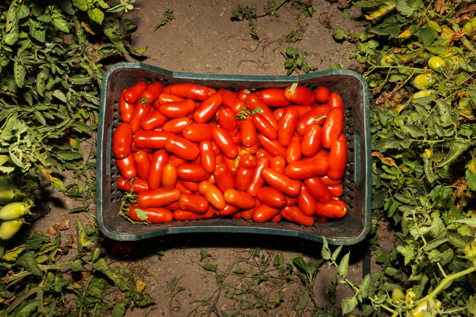 San Marzano tomaatit DOP, 2560g - Casa Marrazzo San Marzano tomaatit DOP, 2560g - Casa Marrazzo