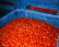 San Marzano tomaatit DOP, 2560g - Casa Marrazzo San Marzano tomaatit DOP, 2560g - Casa Marrazzo