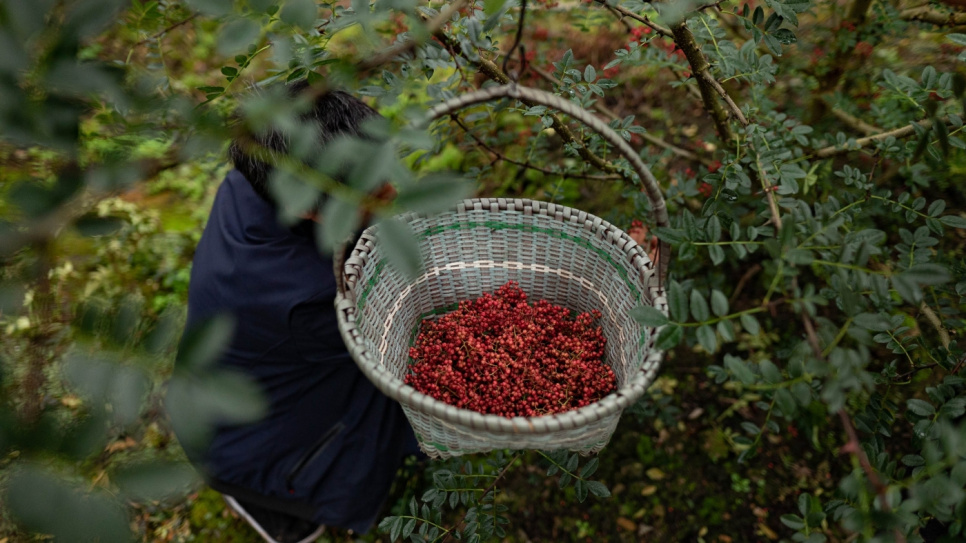 Sichuanpippuri, QingXi, 15 g - The Pepper Quest