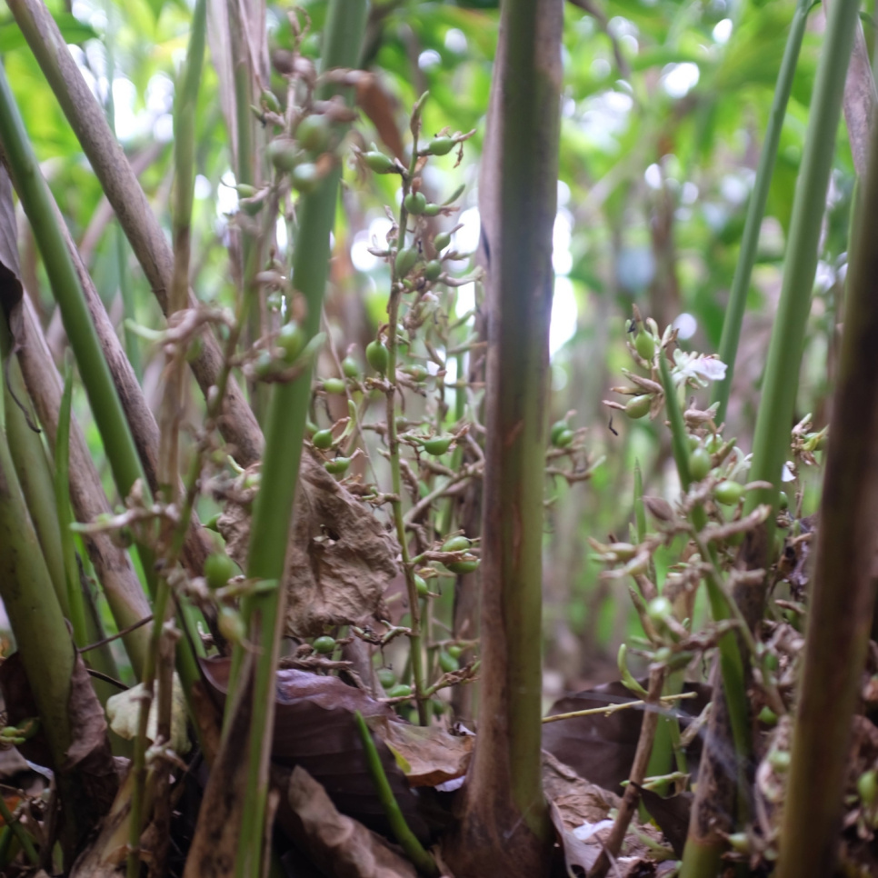 Vihreä Kardemumma, Knuckles Mountain, 25 g - The Pepper Quest