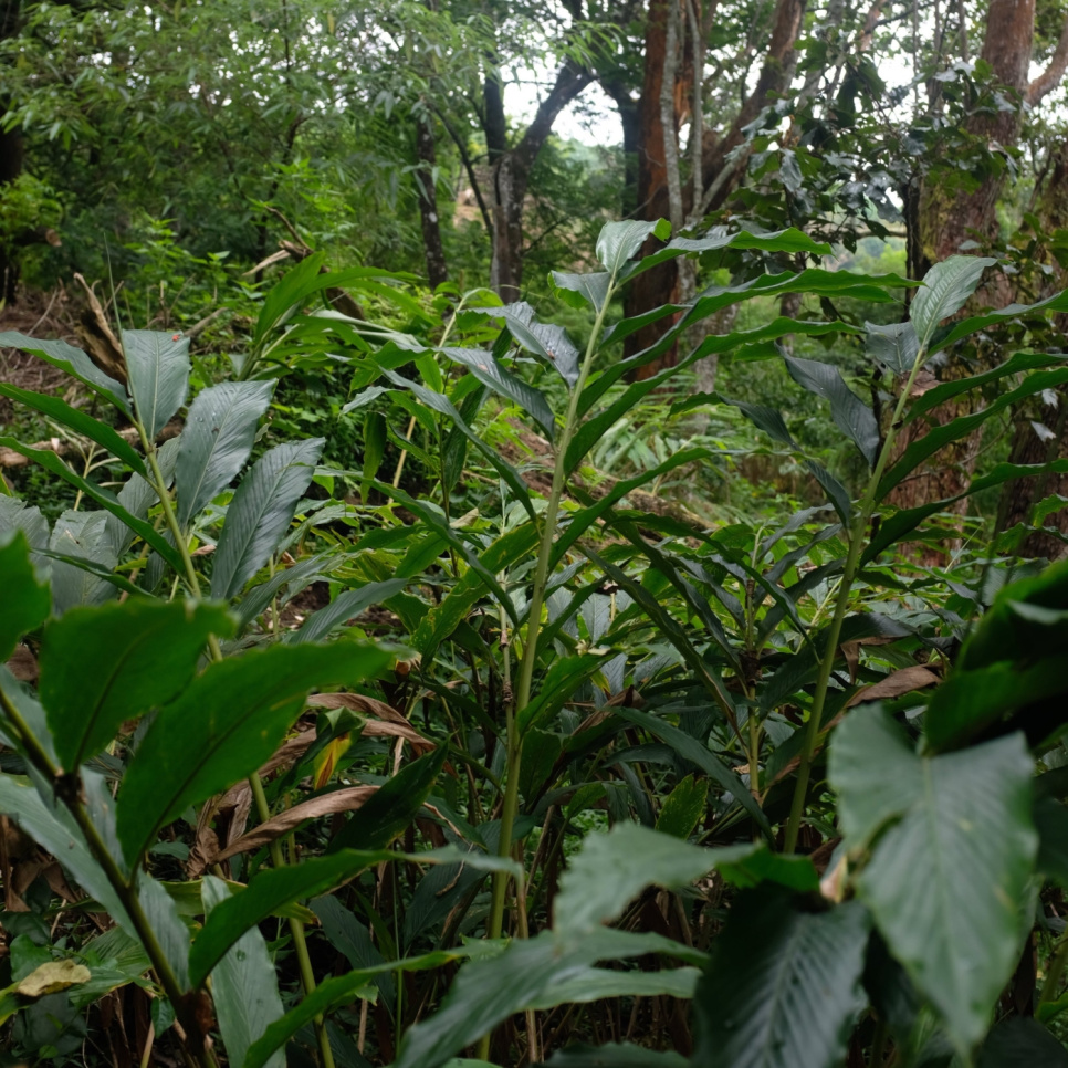 Vihreä Kardemumma, Knuckles Mountain, 25 g - The Pepper Quest