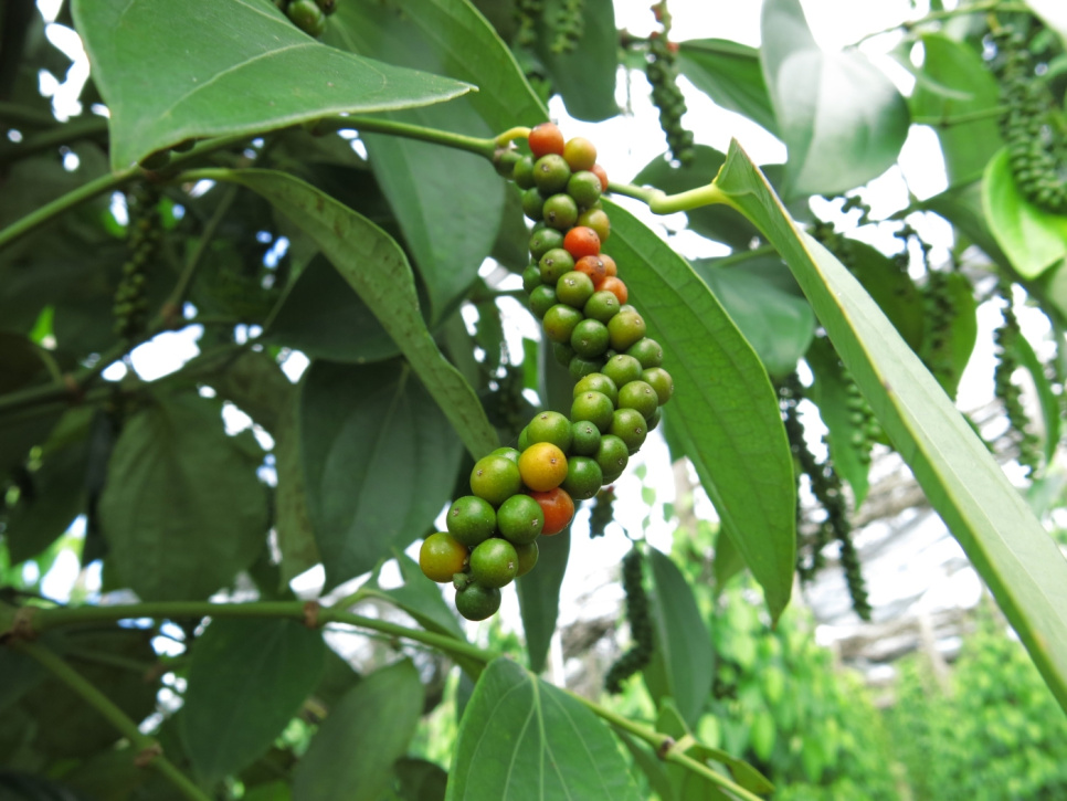 Pippuri, Myöhäissato, Phu Quoc, 40 g - The Pepper Quest