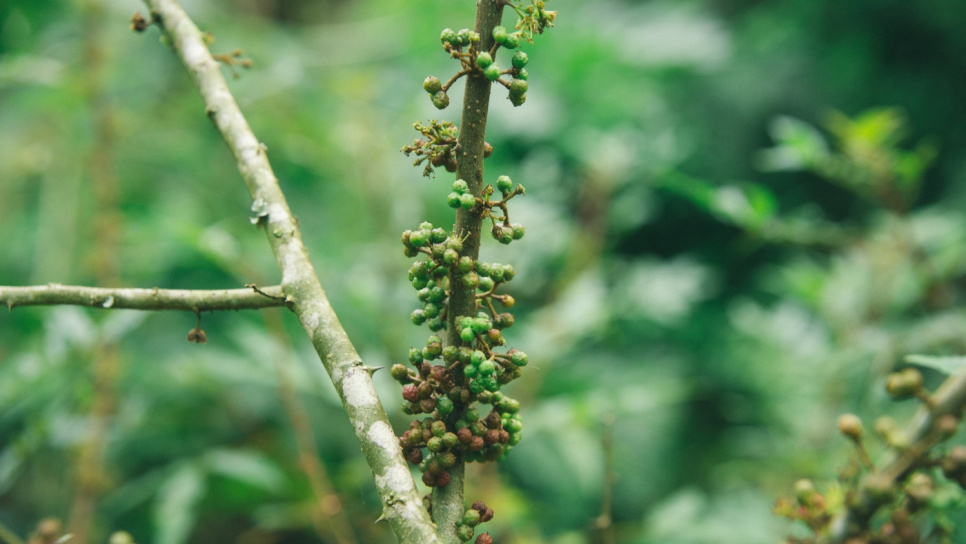 Pippuri, Andaliman, Batak, 15 g - The Pepper Quest