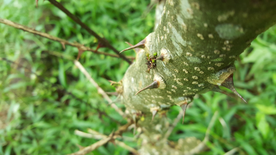 Pippuri, Andaliman, Batak, 15 g - The Pepper Quest