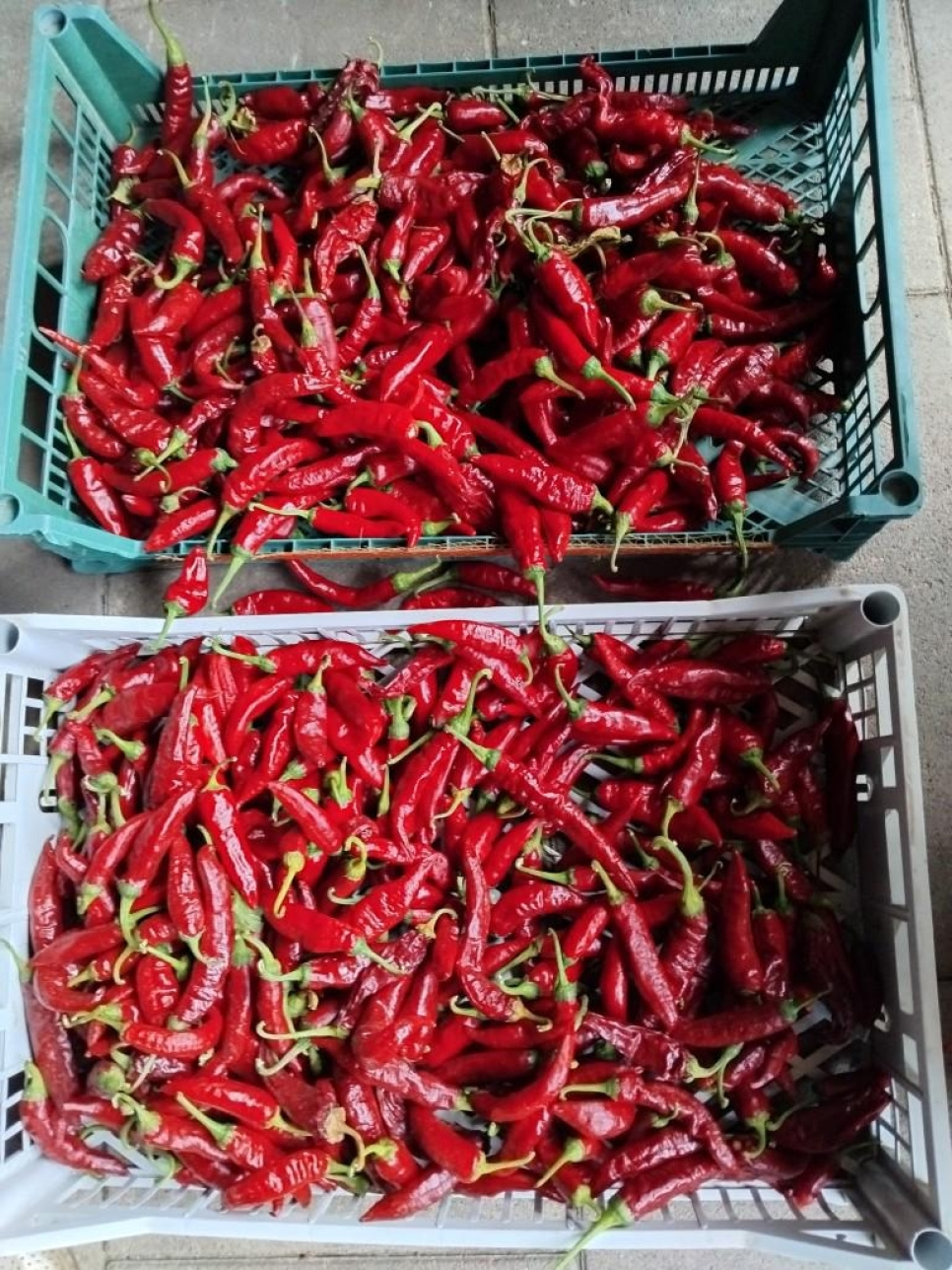 Paprikajauhe, Szegedi, 40 g - The Pepper Quest