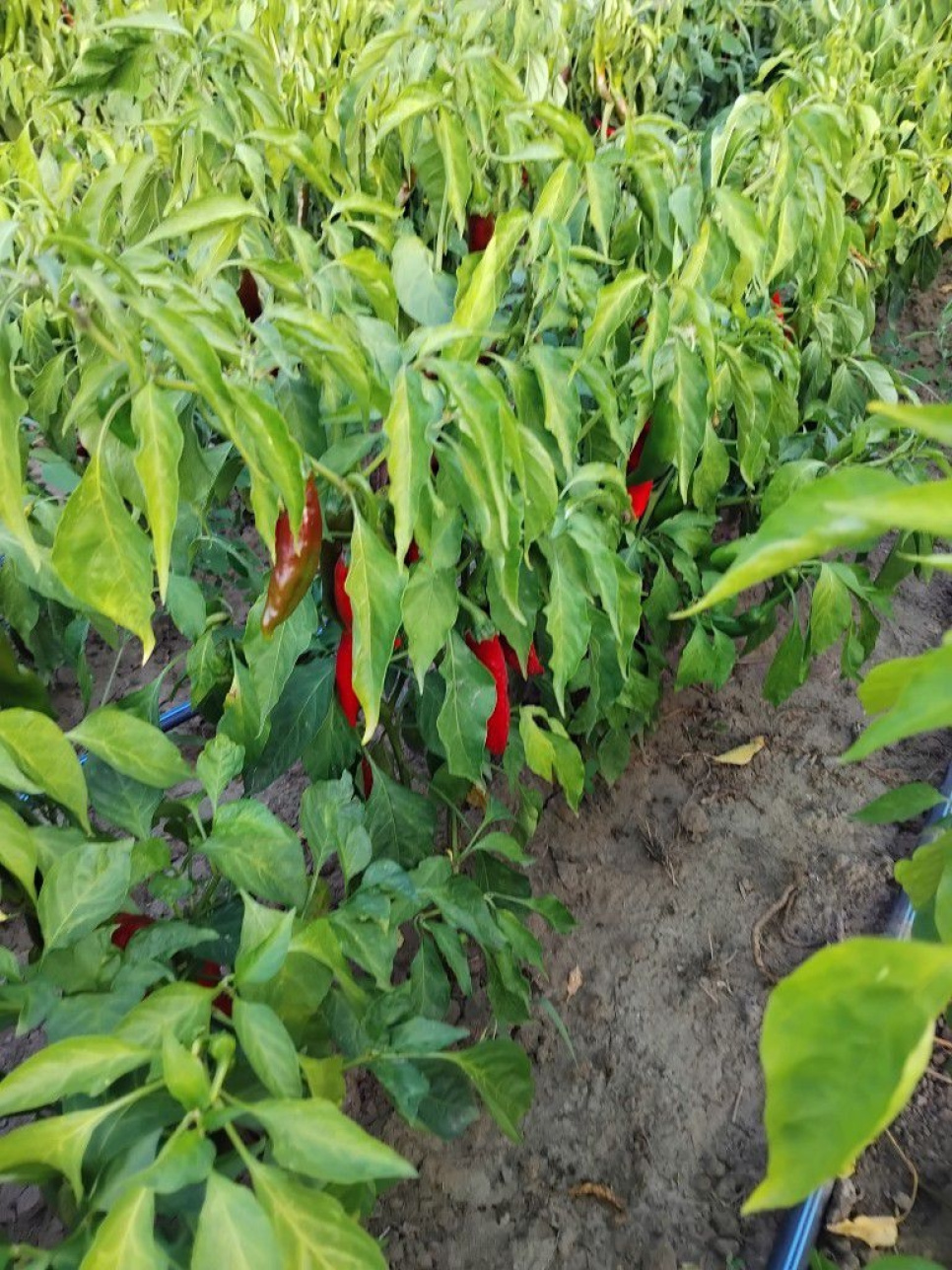 Paprikajauhe, Szegedi, 40 g - The Pepper Quest